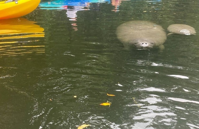 DOG Friendly! Boat slip/Kayaks, fishing on canal, manatees#Chazz#Zeke'sRetreat