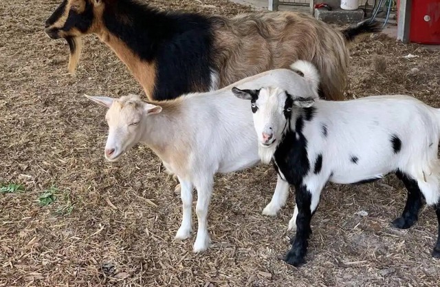 FARM Stay Luxury Animal Experience
