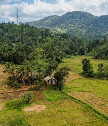 Forest & Fields Sinharaja