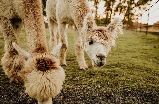 Hacienda de las Rosas Animal Sanctuary and Farm Experience
