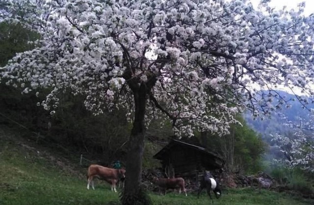 Holiday apartment Engi for 1 - 10 persons with 4 bedrooms - Farmhouse