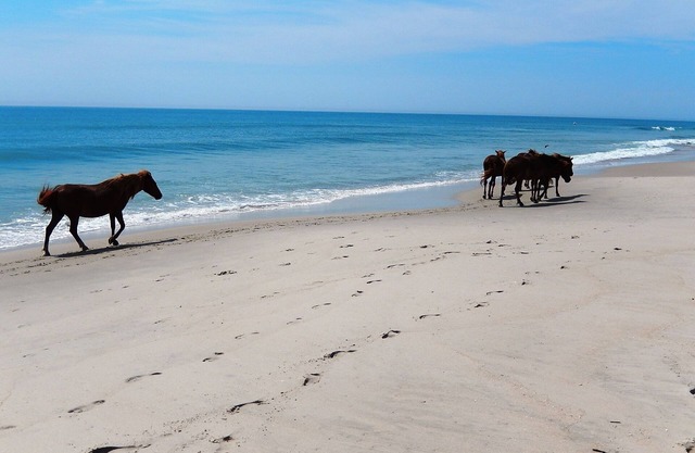 Home Near Bay Side-Assateague Pointe Lot 193