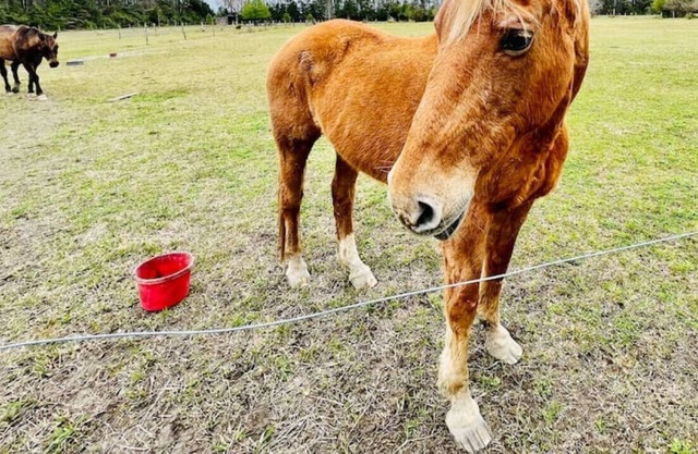 Horse Farm & Animal Rescue +Trails +Wi-Fi +Creek