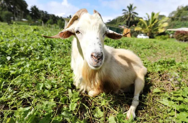 JO's Farmstay-charming holiday farm close to famous Muri Beach