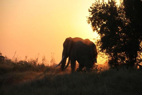 Karongwe Portfolio- Shiduli Private Game Lodge