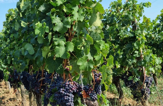La Maison de Charles Dans Lancien Chai à Proximité du Vignoble de Saint Emilion