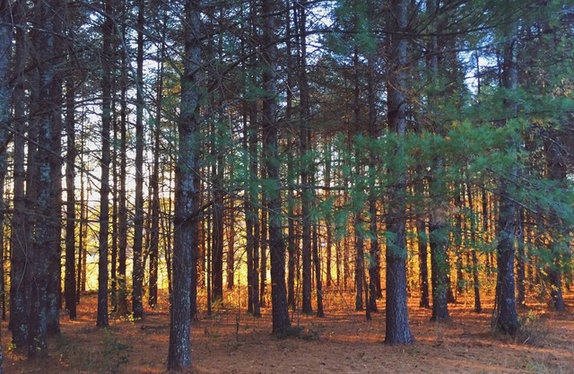 LAKE JAMES/Morganton: Peaceful, nature setting-3 acres/pond!