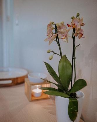 Lavender BnB