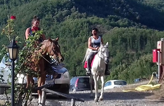 Le Chianine dei Tognoli
