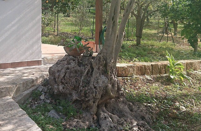 Luogogrande estate: agriculture, countryside, sea,