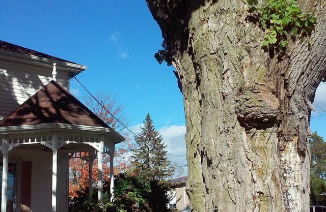 Luxury Victorian house walking distance to main street Picton and Royal Hotel