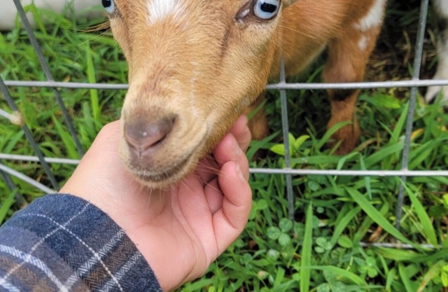 Modern Farmhouse Cottage - Goat Farm Stay