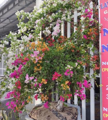 Nhà Nghỉ Vườn Oải Hương LAVENDER GARDEN GUEST HOUSE