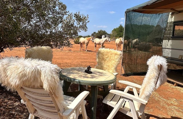 Pauls caravan for 4 - See the horses from your bed