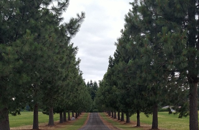 Quiet-Peaceful-Relaxing Country Setting