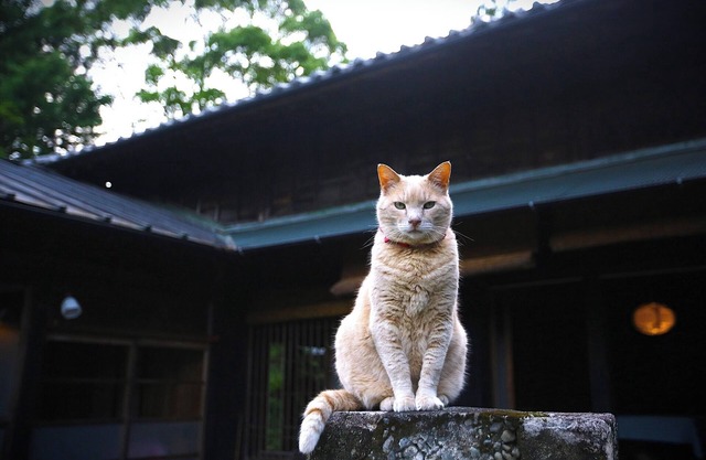 Rental 100yearold beautiful heathered house M - Whole building rental/Hamamatsu Shizuoka
