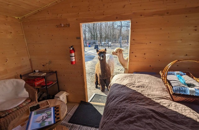 Sleep with Alpacas in Port Hope, an hour away from Toronto