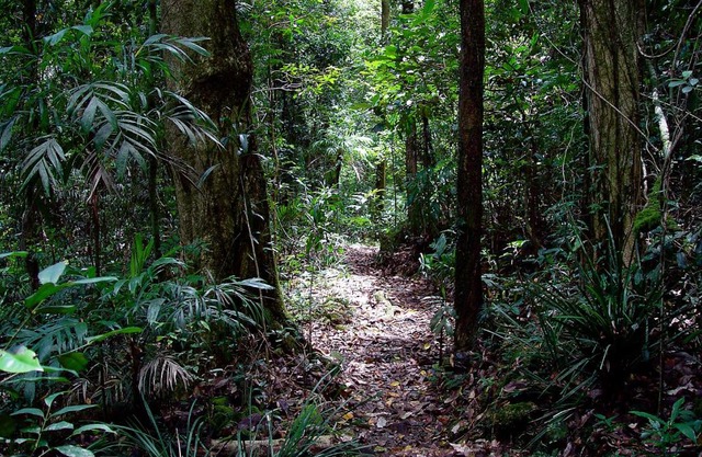 Springbrook Lyrebird Retreat