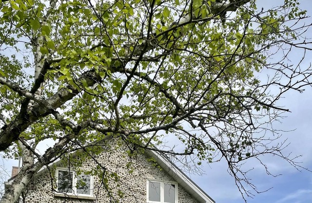 Stone Cottage 5 minute walk to beach