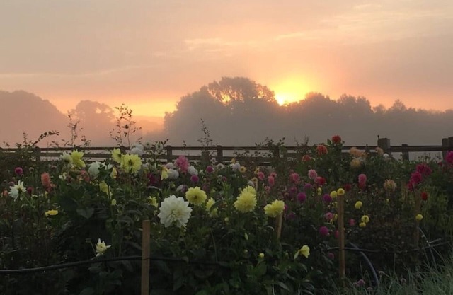 Stylish 1 bedroom cottage on Somerset flower farm.