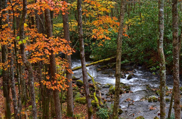 The Owl's Perch - Backwoods glamping cabin over amazing creek