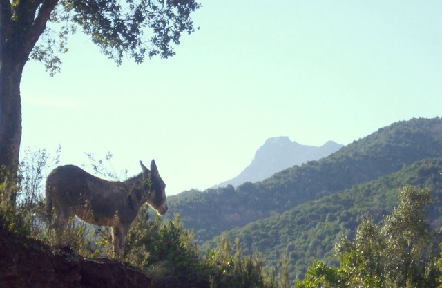 Traditional 18th century Corsican house, entirely renovated. 45 m2