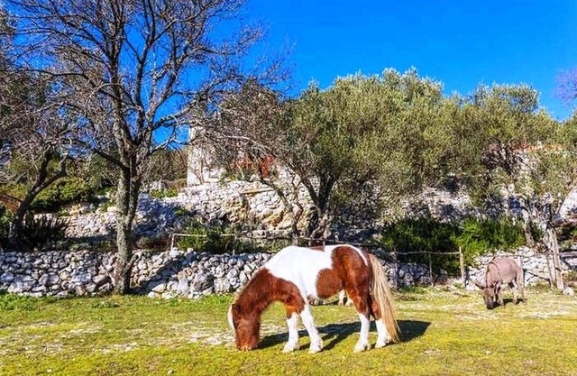 Traditional and Authentic House in Nature & Organic food & Little Ranch
