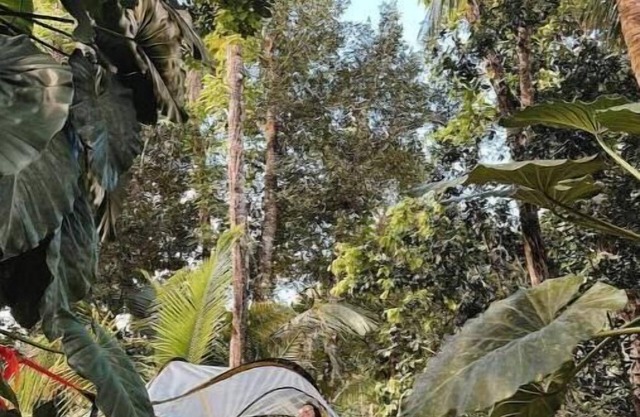 Tree Camping Tents: Hacienda Monte Reynn
