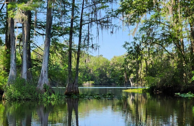 Wise Owl Retreat, a beautiful suite amongst towering oaks, on the River.