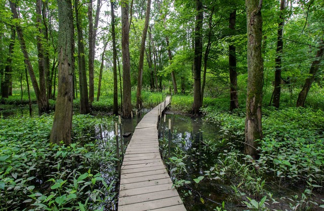 Woodsy Retreat w/River Near Dunes - ADA Friendly