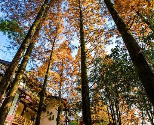 Wuyi Mountain Ancient Street Forest Living England Time Inn