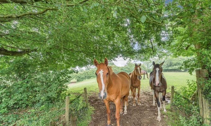 Llanybydder Cottage | 1 bedroom accommodation in Gorsgoch