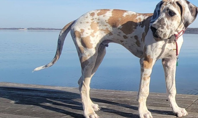 Waconia House | 2 Lake Waconia Homes/sleeps 17/fireplaces/dogs ok/enjoy Autumn at the lake.