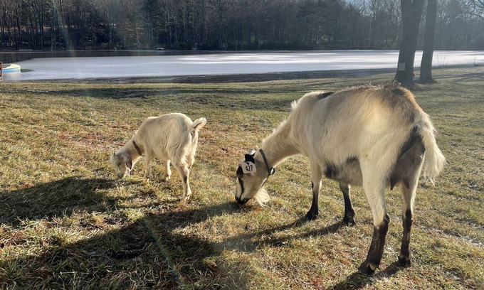 Milford Cabin | A private zoo in your backyard