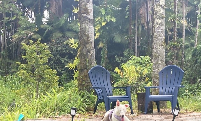 Kurtistown House | A Rainforest Retreat 20 minutes to Hilo and Volcano National Park