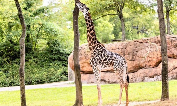 Brentwood Hotel | A Short Drive to Nashville Zoo! 3 Family-Friendly Units, Kitchen, Free Breakfast
