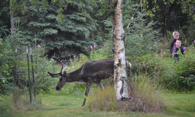 Kenai Bed & Breakfast | AllSeasons Bed & Breakfast