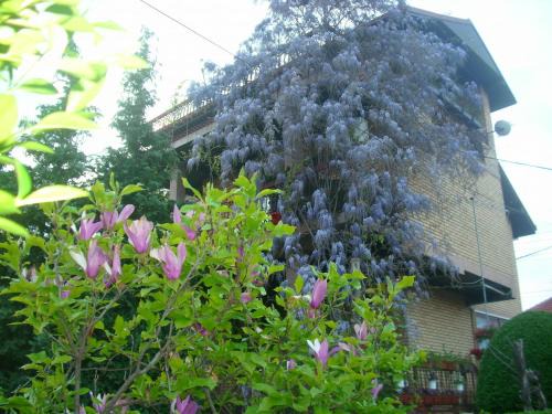 Vranje Apartment | Apartman Wisteria