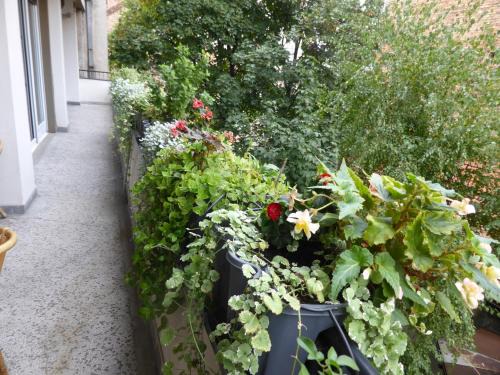 Slavija Apartment | Apartment Deligradska