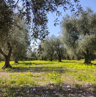 Montincello Apartment | Appartamenti Anna Maria