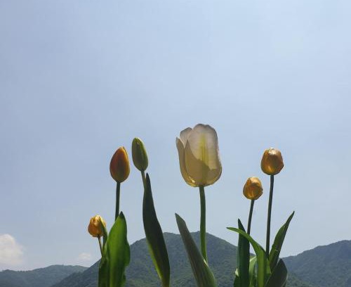 Pieve Vecchia Bed & Breakfast | B&B Tulipano