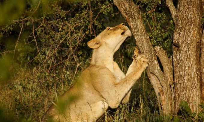 Phalaborwa Cabin | Baluleni Safari Lodge