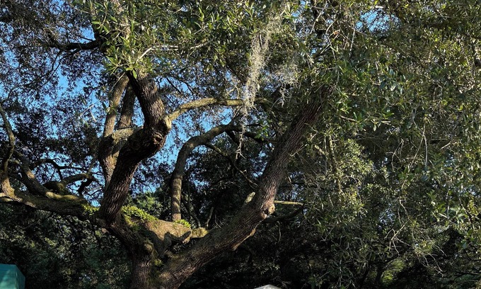 Johns Island House | Beautiful, cozy home under the oaks on Johns Island
