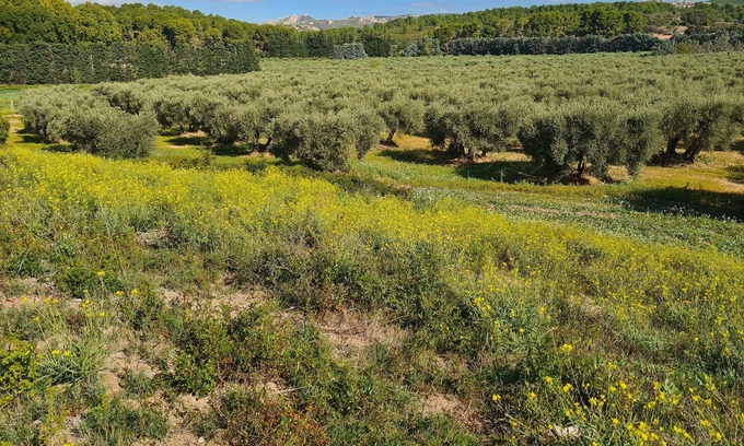 Maussane-les-Alpilles Other | Beautiful provencal farmhouse in the midst of olive trees