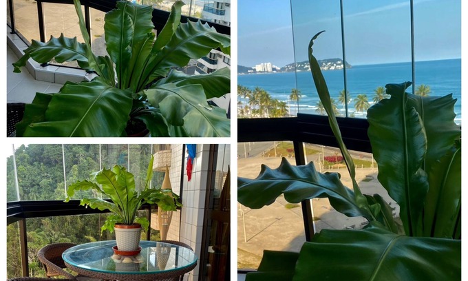 Jardim Tejereba Apartment | Beautiful panoramic view of Coveada beach! Comfort and complete leisure!
