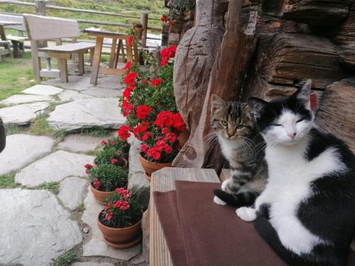 Grossarl House | Birnbaum Chalets Grossarl