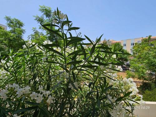 Gambelas Apartment | Blife Candya private apartment