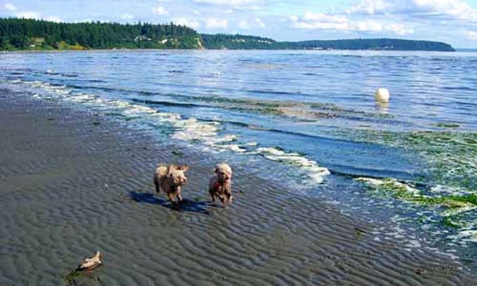 Clinton Apartment | Boat House at Sunlight SeaScape Gentle Retreat for 2 Whidbey Island