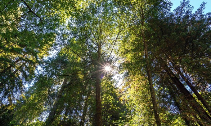 Camp Meeker House | Bohemian Redwood Retreat for Extended Stays