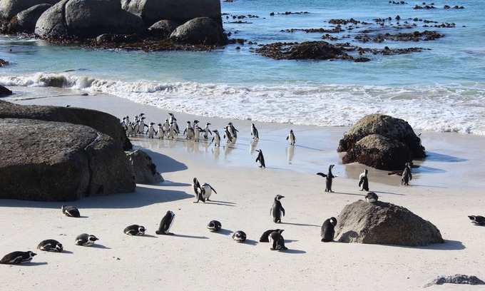 Simon's Town House | Boulders Beach House